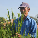 Long An: Nhà khoa học Việt thuê TS Trung Quốc trồng lúa