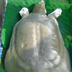 Đang nghiên cứu đề xuất ’Cụ’ Rùa làm Bảo vật quốc gia