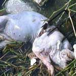 Gần 1.000 xác lợn chết trôi trên sông Thượng Hải