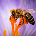 Nọc ong có thể ngăn chặn virus HIV