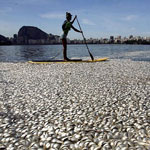 65 tấn cá chết phủ trắng địa điểm thi Olympic 2016