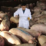 Công nghệ nuôi lợn bằng thuốc kháng sinh tại Trung Quốc