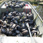 Trung Quốc lại phát hiện 1.000 vịt chết trôi sông