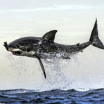 Cá mập trắng nghiến chặt hải cẩu tung mình trên biển