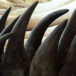Đột nhập bảo tàng trộm 4 sừng tê giác