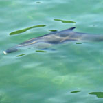 Cá heo nổi đúng ngày Lễ cầu ngư ở Cù Lao Chàm