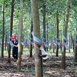 Bầu Đức: Trồng cao su từ đất rừng buộc phải chặt cây