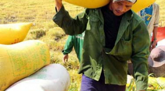 Ai đang tung tin, thao túng thị trường gạo Việt Nam?