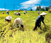 Nghịch lý nông dân Việt Nam siêu lãng phí