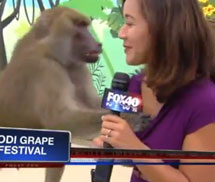 Khỉ cười với máy quay, tay sờ vòng một nữ phóng viên