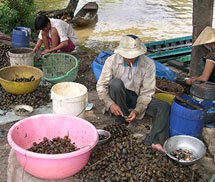 Dân lại thả nuôi ốc bươu vàng bán cho Trung Quốc