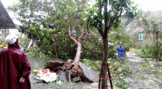 Bí thư Đà Nẵng: Vì sao 95% cây xanh đổ trong bão?