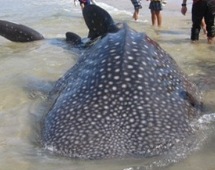 Ngư dân Hà Tĩnh bắt được cá lạ khoảng 350kg
