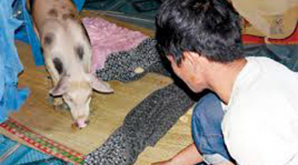 Kì lạ: Người đầu thai vào lợn trắng đốm tròn đen ở An Giang