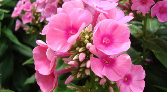 6 loại hoa chơi Tết có nhiều chất độc