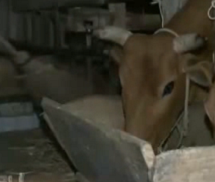 Video: 1 độ C, trâu bò ở Sa Pa chết hàng loạt