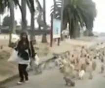 Hàng trăm chú thỏ truy đuổi một thiếu nữ
