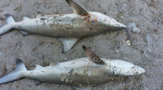 Cá mập liên tiếp xuất hiện tại vùng biển Khánh Hòa