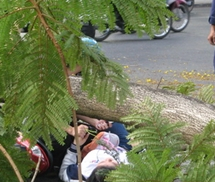 Đang đi học, hai nữ sinh bị thương vì cây đè