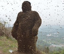 Mạo hiểm với màn trình diễn ong đậu kín khắp người
