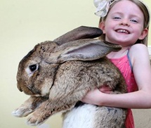 Con thỏ khổng lồ được ghi vào sách kỷ lục Guinness