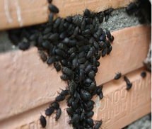 Đồng Nai: Người dân ra vườn ngủ vì bọ đậu đen 'bao vây'