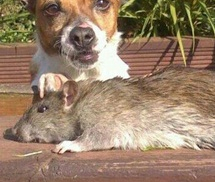 Chuột khổng lồ to gần bằng con chó nhà