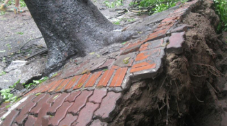 Hà Nội: Gió lớn quật ngã cây đổ nhà dân