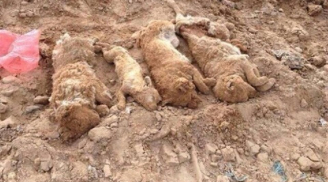 Phẫn nộ cảnh 100 chú chó bị chôn sống tập thể