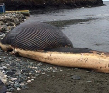 Hoảng sợ trước xác cá voi khổng lồ có nguy cơ phát nổ