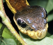 Ấu trùng bướm đêm có ngoại hình giống hệt rắn