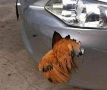 Vỡ thanh chắn ô tô, con gà vẫn sống sót