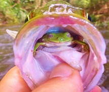 Xuất hiện con ếch xanh lạ trong miệng cá rô