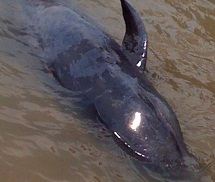 Giải cứu cá voi nặng 1,5 tấn dạt vào bờ biển Quảng Bình