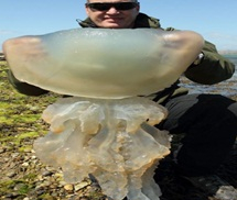 Phát hiện con sứa khổng lồ ở bãi biển Anh