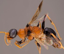 Ong bắp cày có khả năng thôi miên kỳ lạ