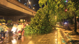 Hà Nội: Mưa dông lớn khiến hàng trăm cây đổ, tường sập