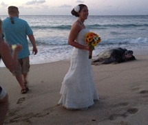 Rùa biển đẻ trứng ngay tại lễ cưới