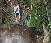 Quảng Nam: Bò tót húc chết người đã chết