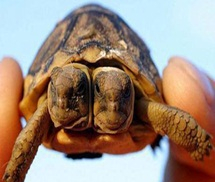Kì lạ chú rùa có hai đầu trên cùng một thân