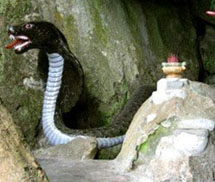 Chuyện rùng mình về rắn thần báo oán ở Thái Nguyên