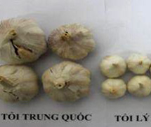 Thủ thuật nhận biết rau củ nguồn gốc Trung Quốc