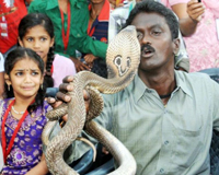 Kỳ lạ: Người đàn ông dùng tay không bắt hàng nghìn con rắn độc