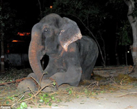 Chú voi già 'bật khóc' khi được tháo xích sau 50 năm gông xiềng