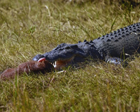 Kinh hãi: Cận cảnh cá sấu gần 5m nuốt chửng ngựa con