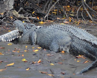 Rùng rợn cảnh cá sấu ăn thịt đồng loại