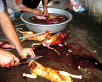 Đột nhập lò giết mổ thịt mèo: Báo chí thế giới bàng hoàng