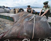 Cá mập khổng lồ xuất hiện trên phố ở Trung Quốc