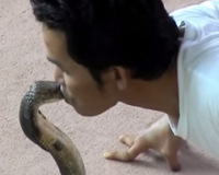 Kinh hãi: Chàng trai liều mạng hôn cả chục con rắn hổ mang