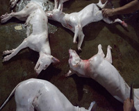 Cảnh giết chó ở Việt Nam lại gây chấn động báo thế giới